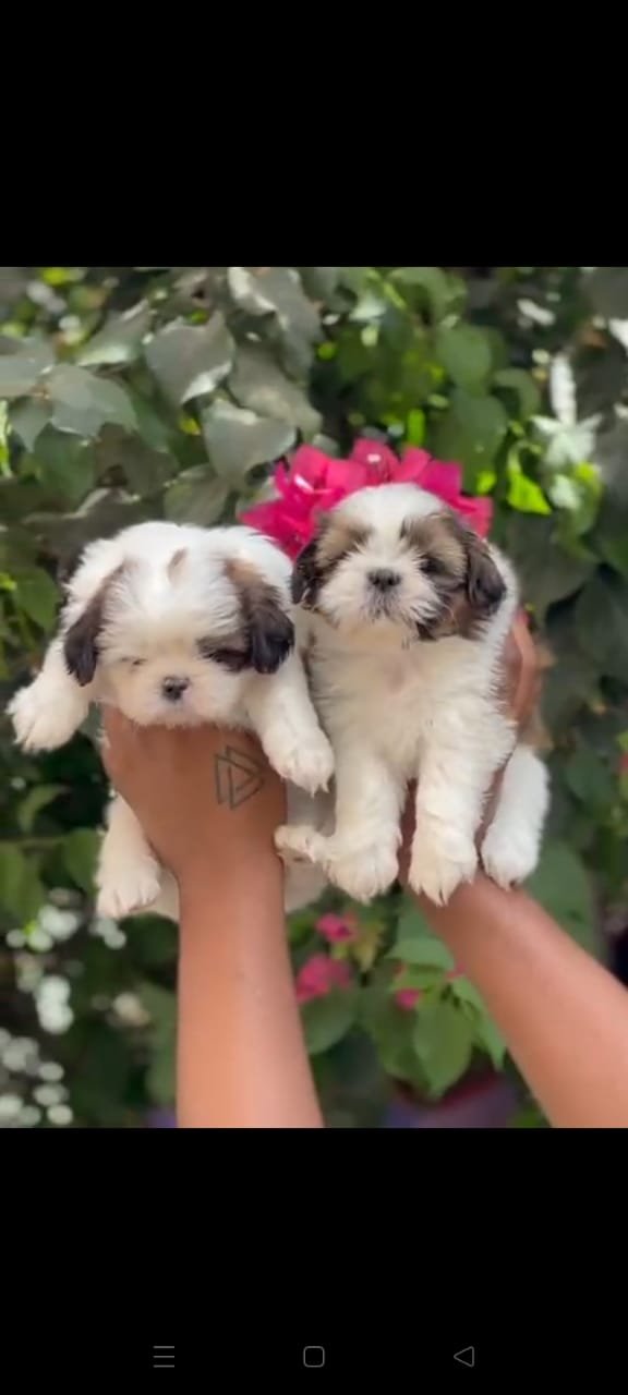 Purchase KCI Registered Shih Tzu Puppy from Vizag
